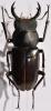 Dorcus yamadai